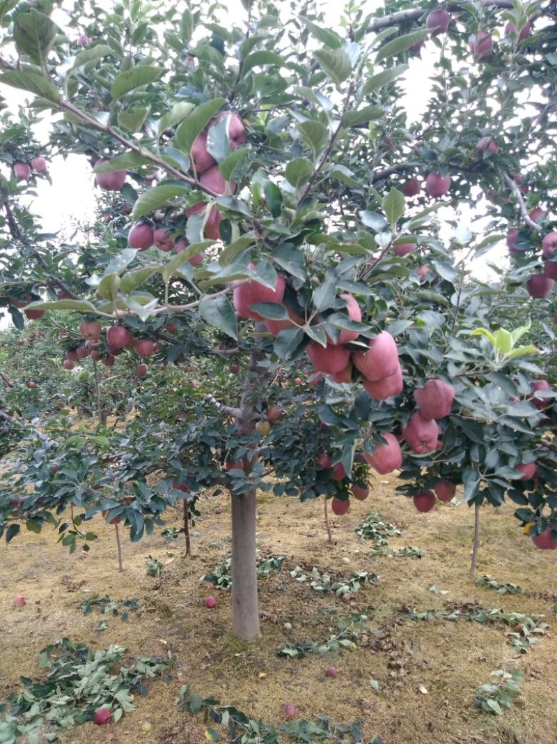 （老花牛）市场走量通货大宗商品果供应超市的香甜糯软苹果