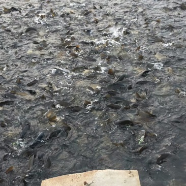 黄金鲫，1-2斤重