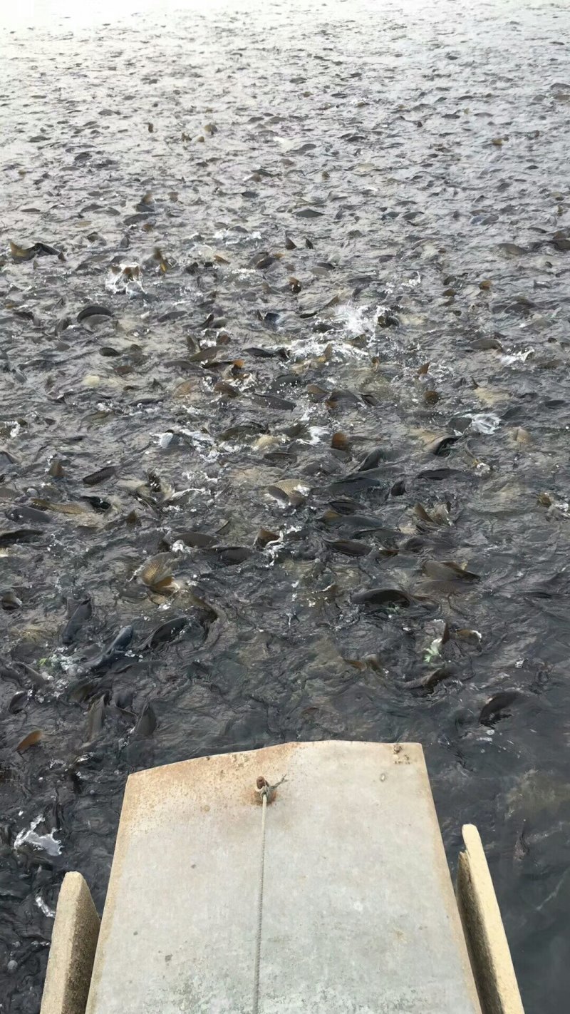 黄金鲫，1-2斤重