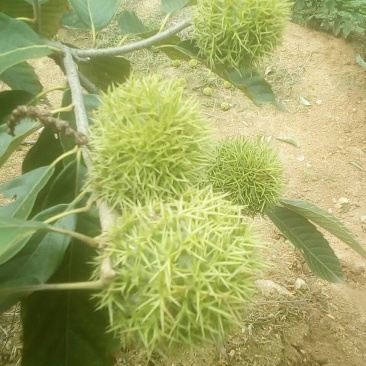 山楂板栗油栗大量