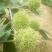 山楂板栗油栗大量
