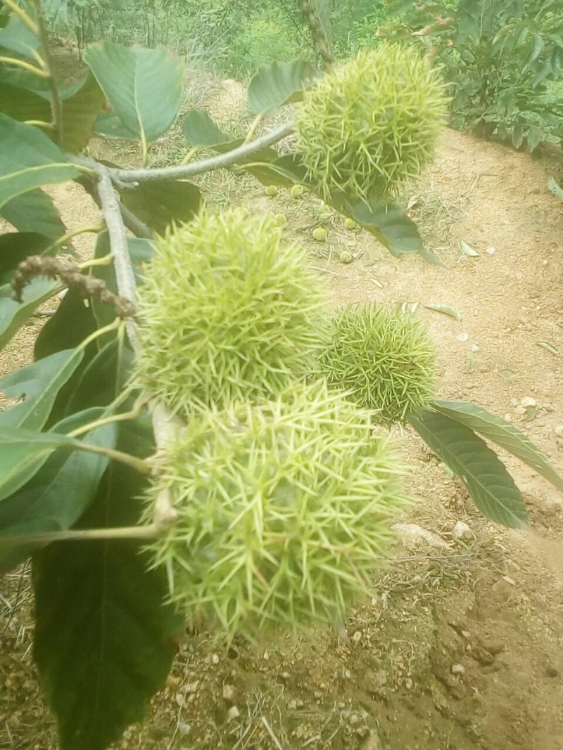 山楂板栗油栗大量