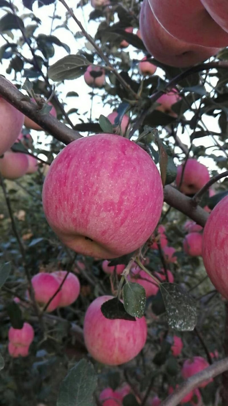 苹果