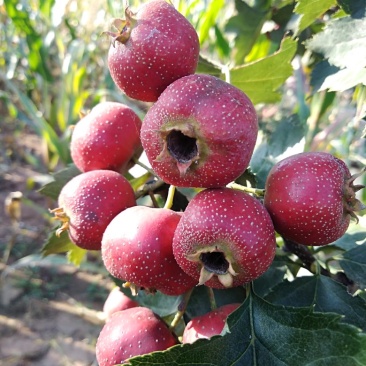 大金星山楂
