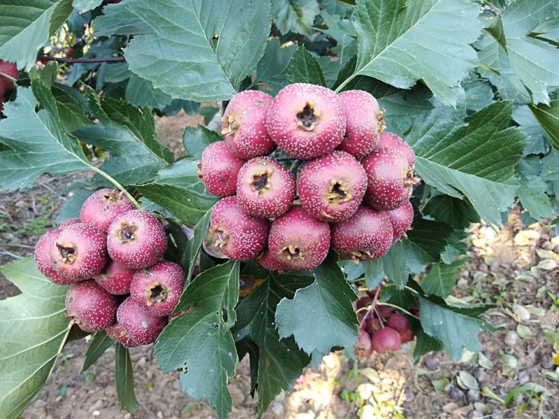 大金星山楂
