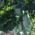 菠萝树3~4m