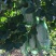 菠萝树3~4m