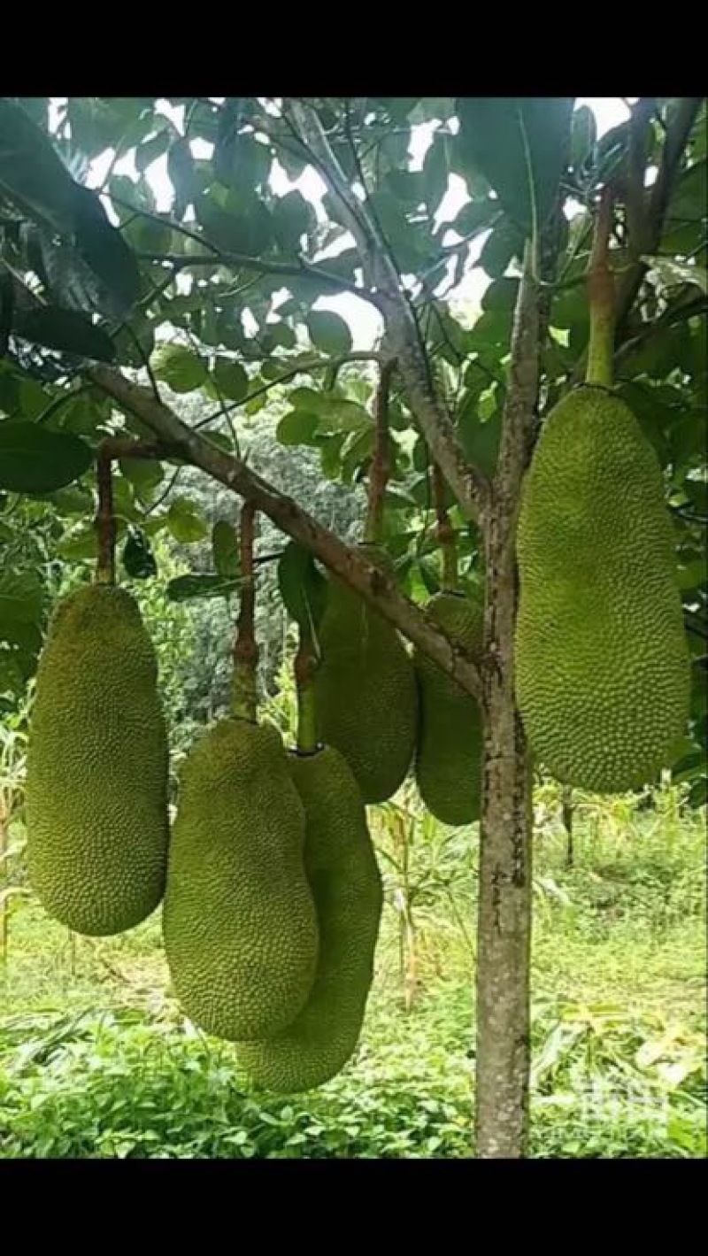 菠萝树3~4m