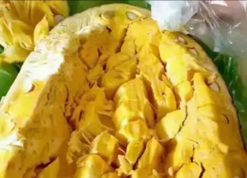菠萝树3~4m