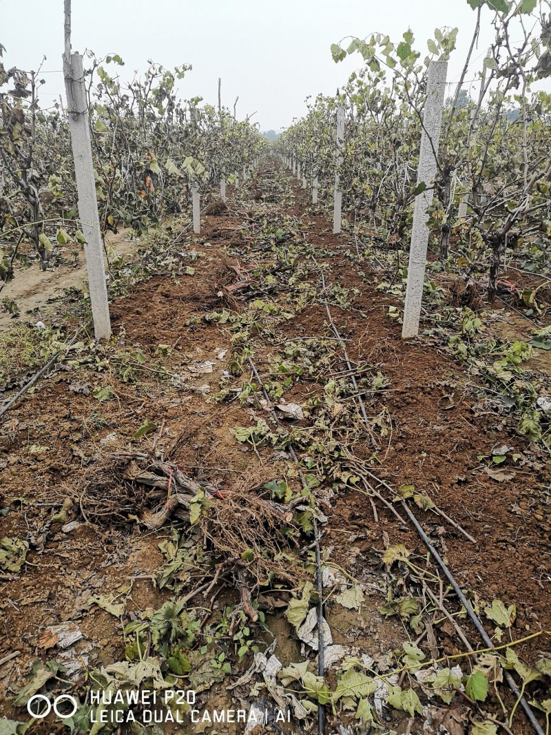 占地葡萄树，1~5公分，苗圃直发，常年供应