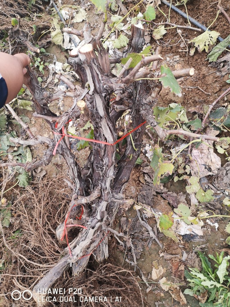 占地葡萄树，1~5公分，苗圃直发，常年供应