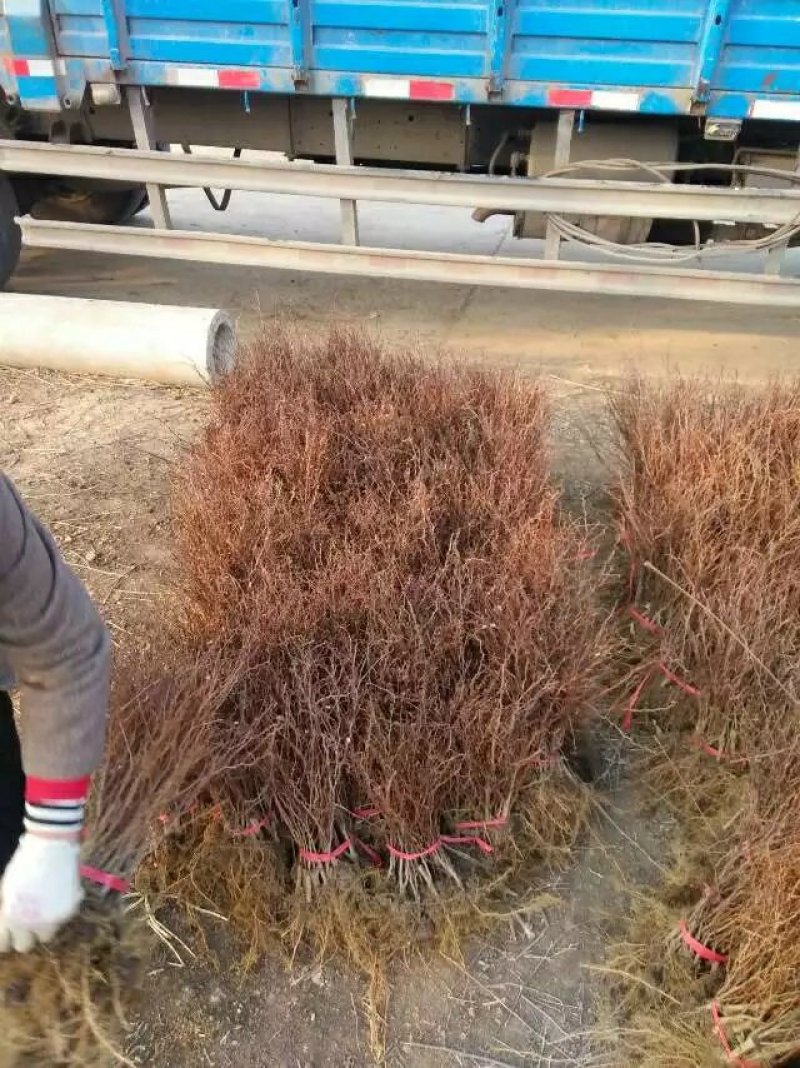 红叶小檗苗彩色绿篱色块红叶小波苗庭院行道工程绿化苗木