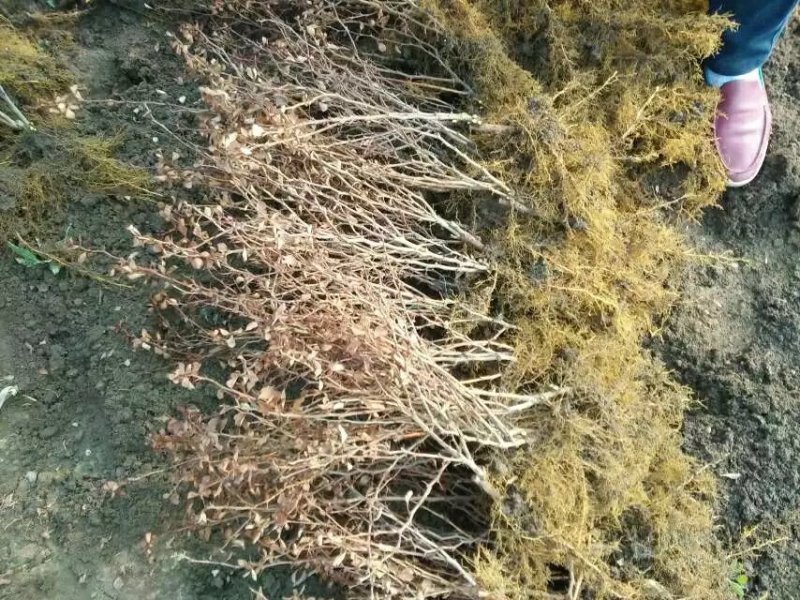 红叶小檗苗彩色绿篱色块红叶小波苗庭院行道工程绿化苗木