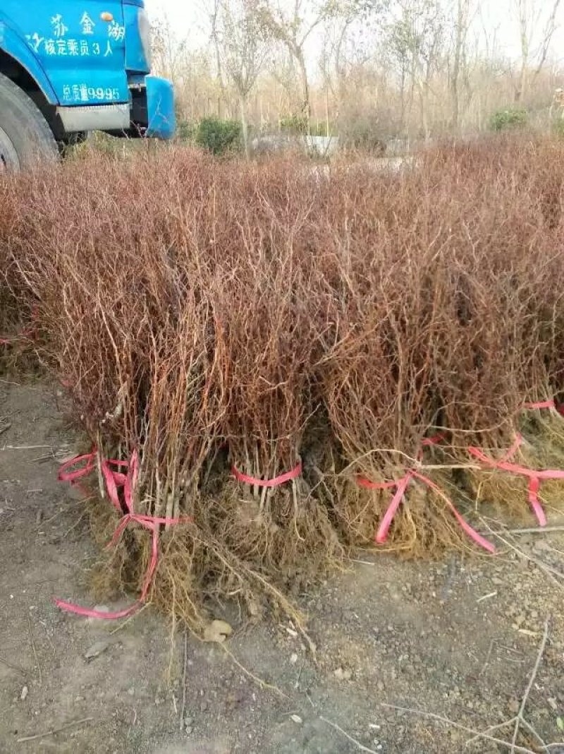 红叶小檗苗彩色绿篱色块红叶小波苗庭院行道工程绿化苗木