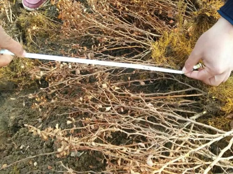 红叶小檗苗彩色绿篱色块红叶小波苗庭院行道工程绿化苗木