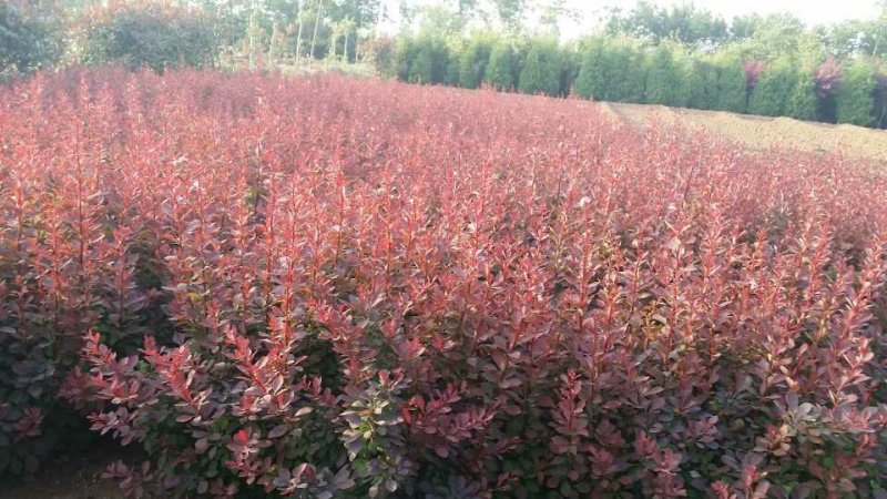 红叶小檗苗彩色绿篱色块红叶小波苗庭院行道工程绿化苗木