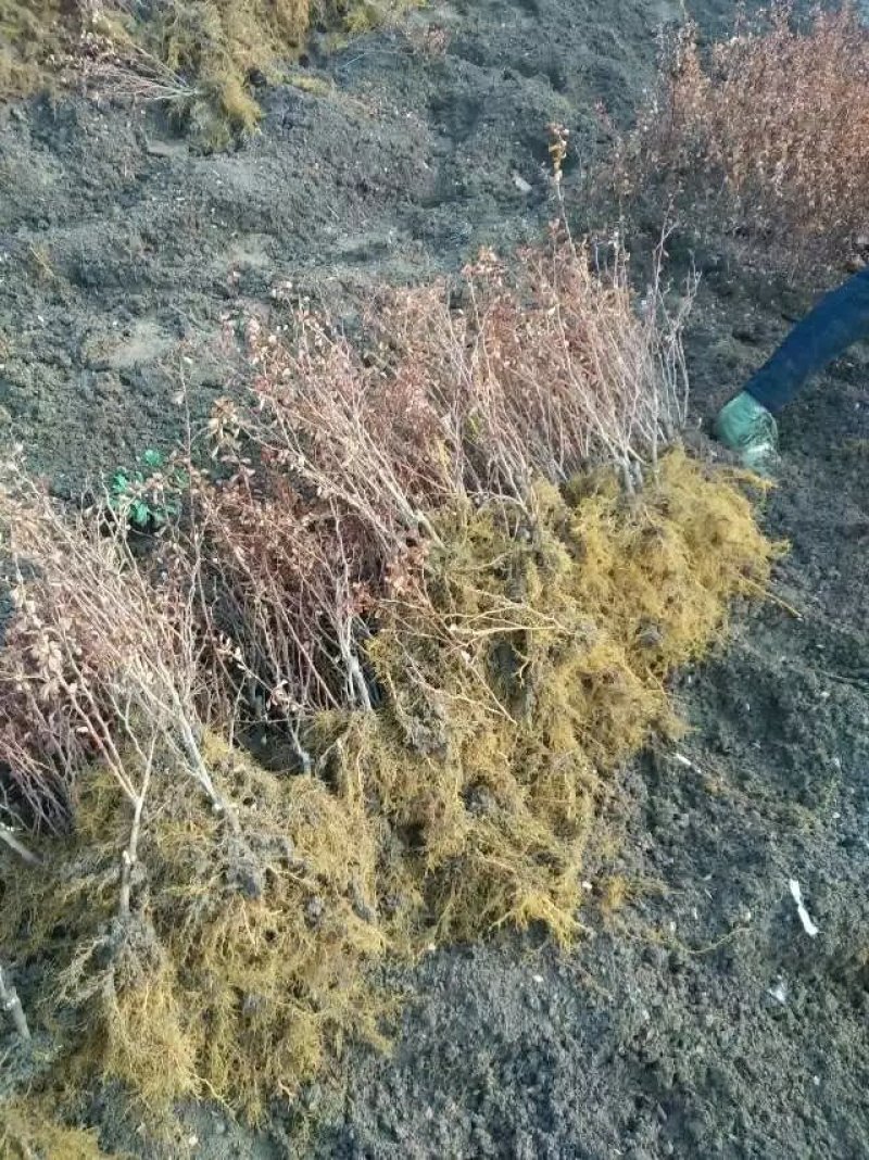红叶小檗苗彩色绿篱色块红叶小波苗庭院行道工程绿化苗木
