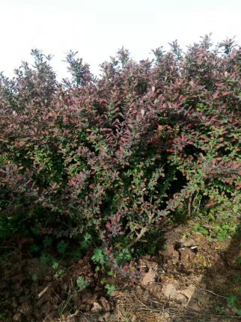 红叶小檗苗彩色绿篱色块红叶小波苗庭院行道工程绿化苗木