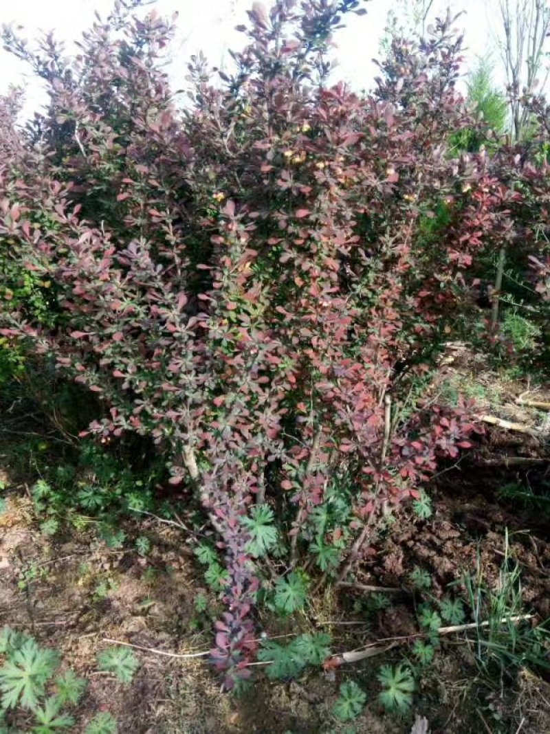 红叶小檗苗彩色绿篱色块红叶小波苗庭院行道工程绿化苗木
