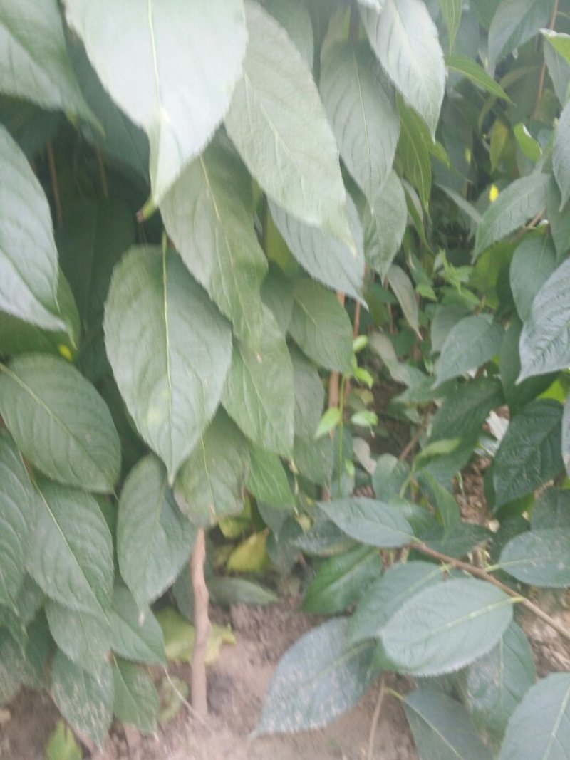 杜仲一米到二米，