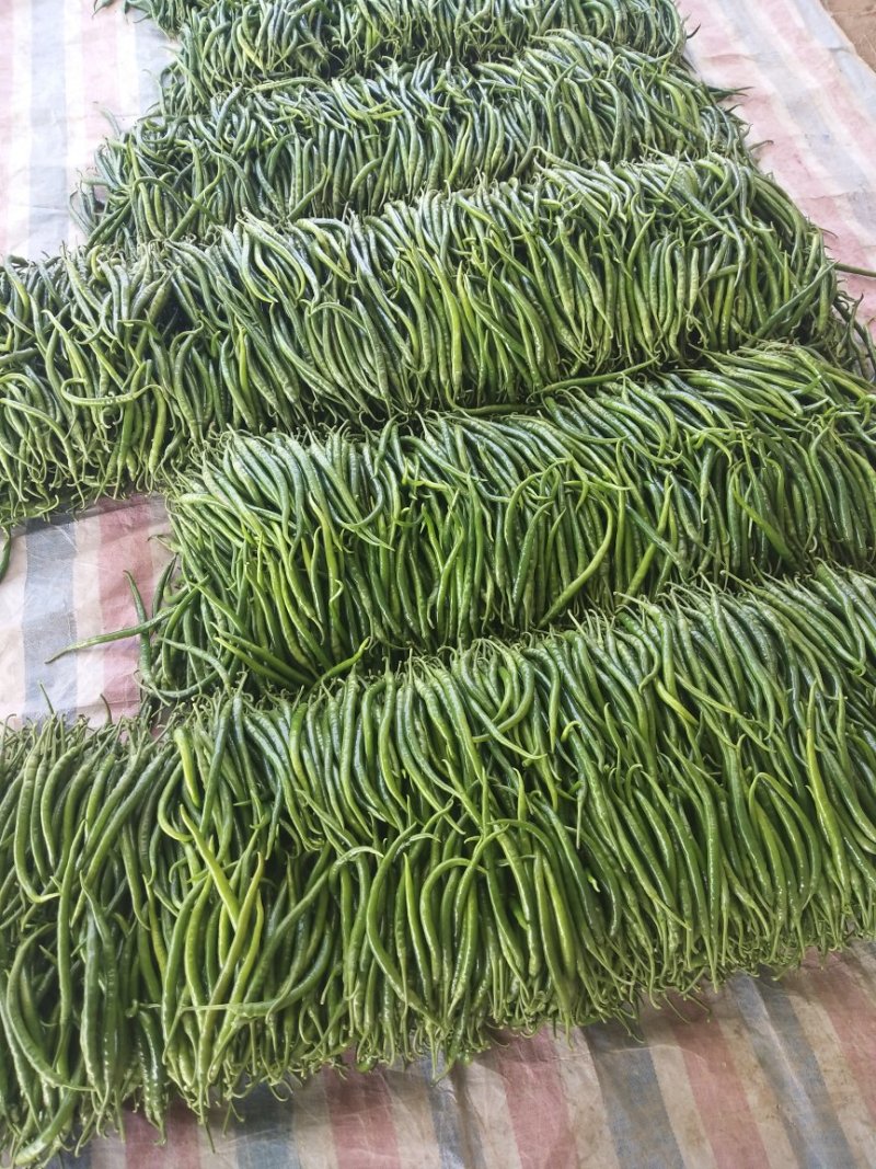热门中山东费县秋延迟线椒大量上市欢迎咨询