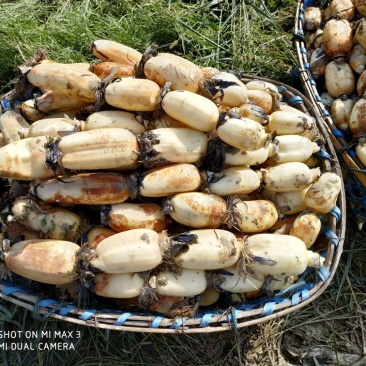【精选】河南唐河莲藕六号和35藕产地直发欢迎选购！