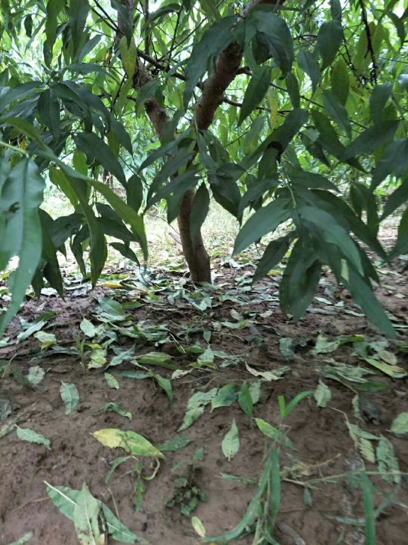 桃树大量出售优质桃树