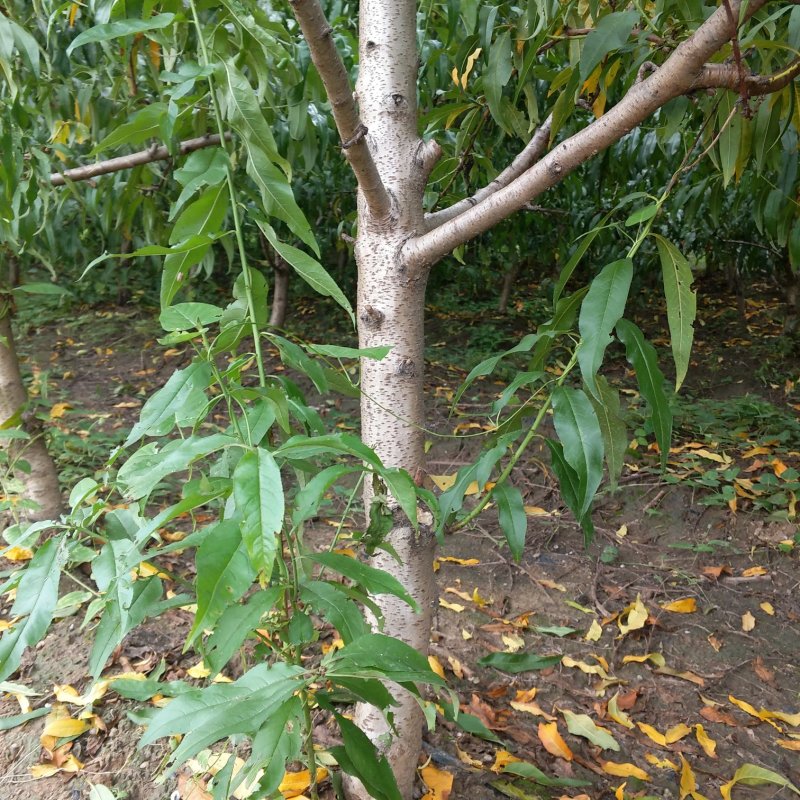 桃树大量出售优质桃树