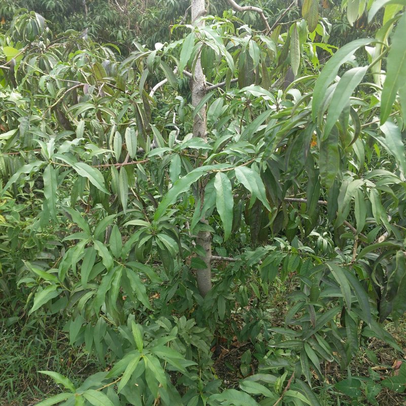 桃树大量出售优质桃树