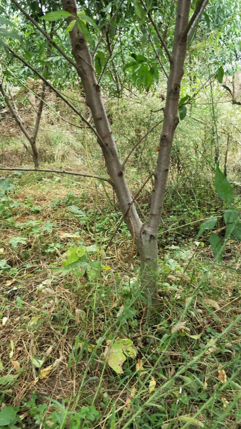 桃树大量出售优质桃树