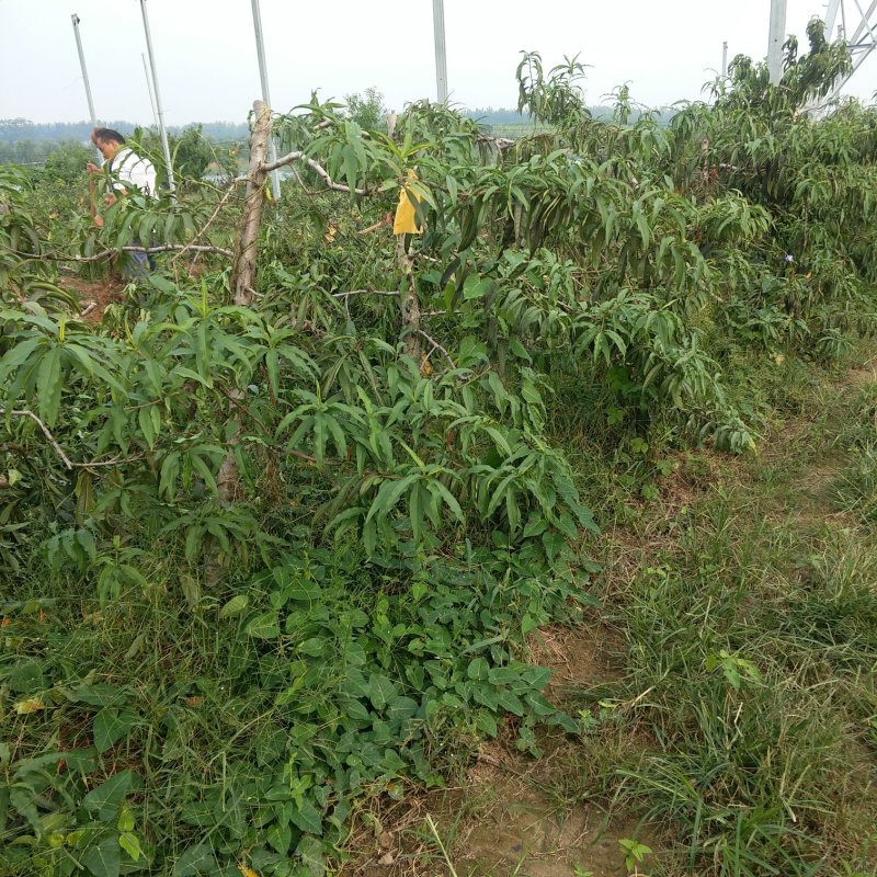 桃树大量出售优质桃树