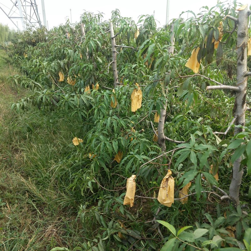 桃树大量出售优质桃树