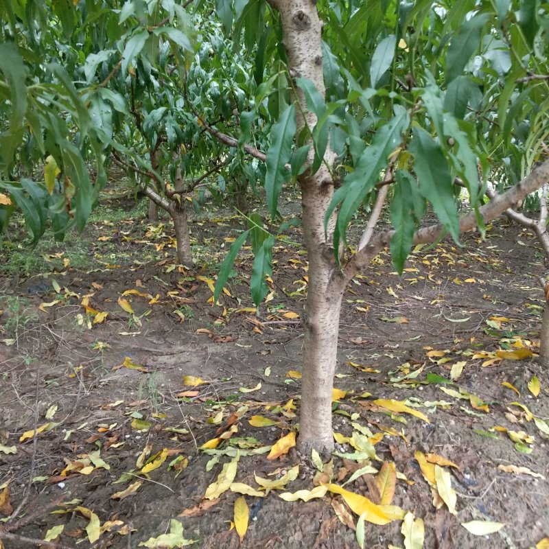 桃树大量出售优质桃树