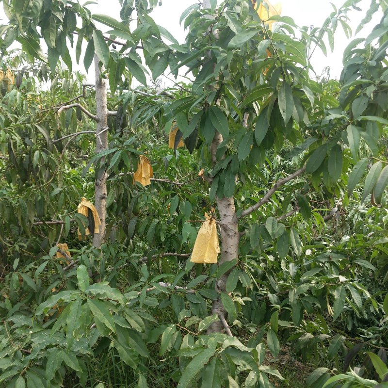 桃树大量出售优质桃树