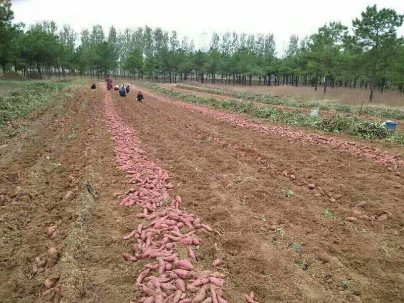 北京红和红薯大量上市中