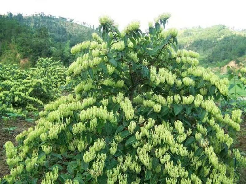 湘蕾金银花苗【高产嫁接苗，常年包技术指导，商品回收】