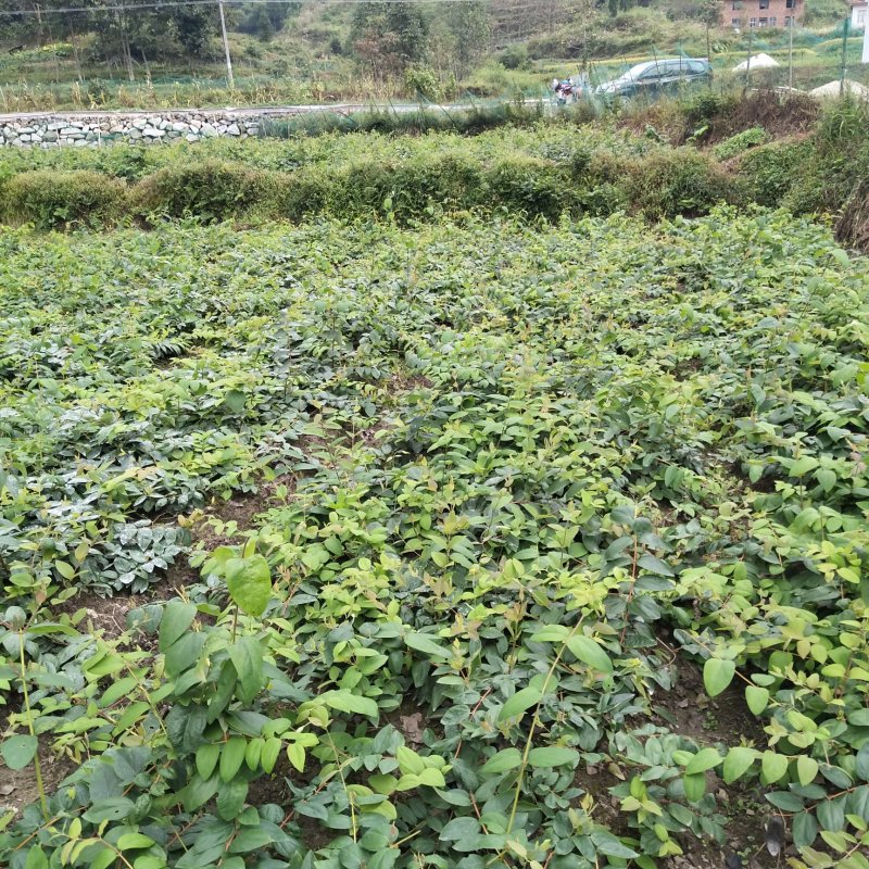 湘蕾金银花苗【高产嫁接苗，常年包技术指导，商品回收】