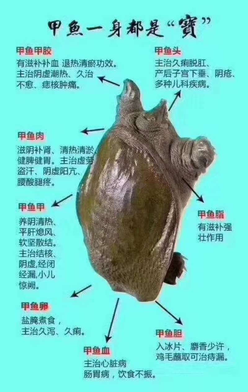 长期销售七年以上的老母鱼