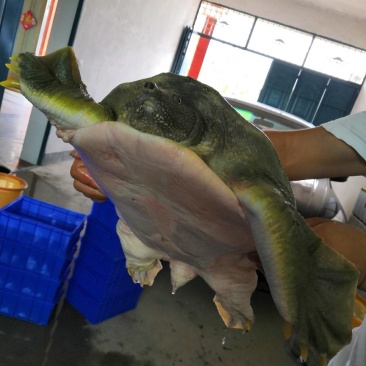 长期销售七年以上的老母鱼