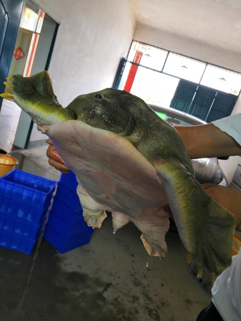 长期销售七年以上的老母鱼