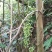 金果榄（地苦胆）四川省、乐山市、夹江县