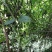 金果榄（地苦胆）四川省、乐山市、夹江县