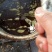 纯青豆油每斤4元