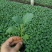 茄子苗，大龙苗，圆茄苗，绿罐茄，广茄，杭茄苗，白茄子苗