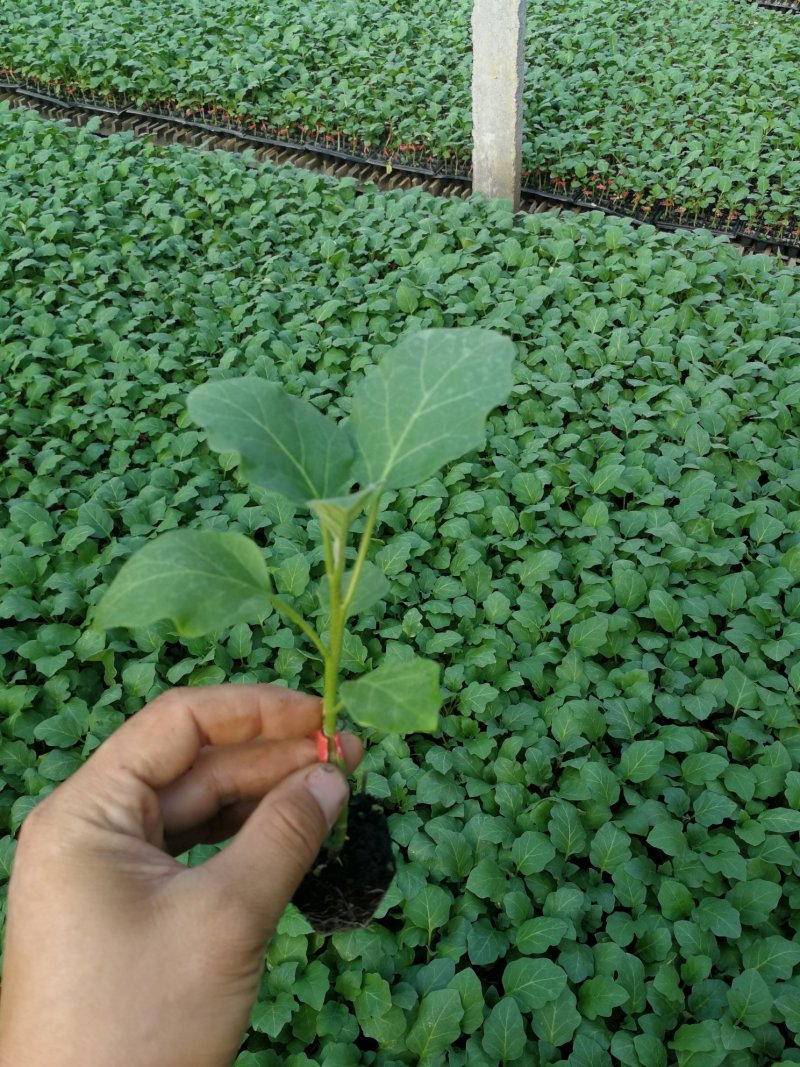 茄子苗，大龙苗，圆茄苗，绿罐茄，广茄，杭茄苗，白茄子苗