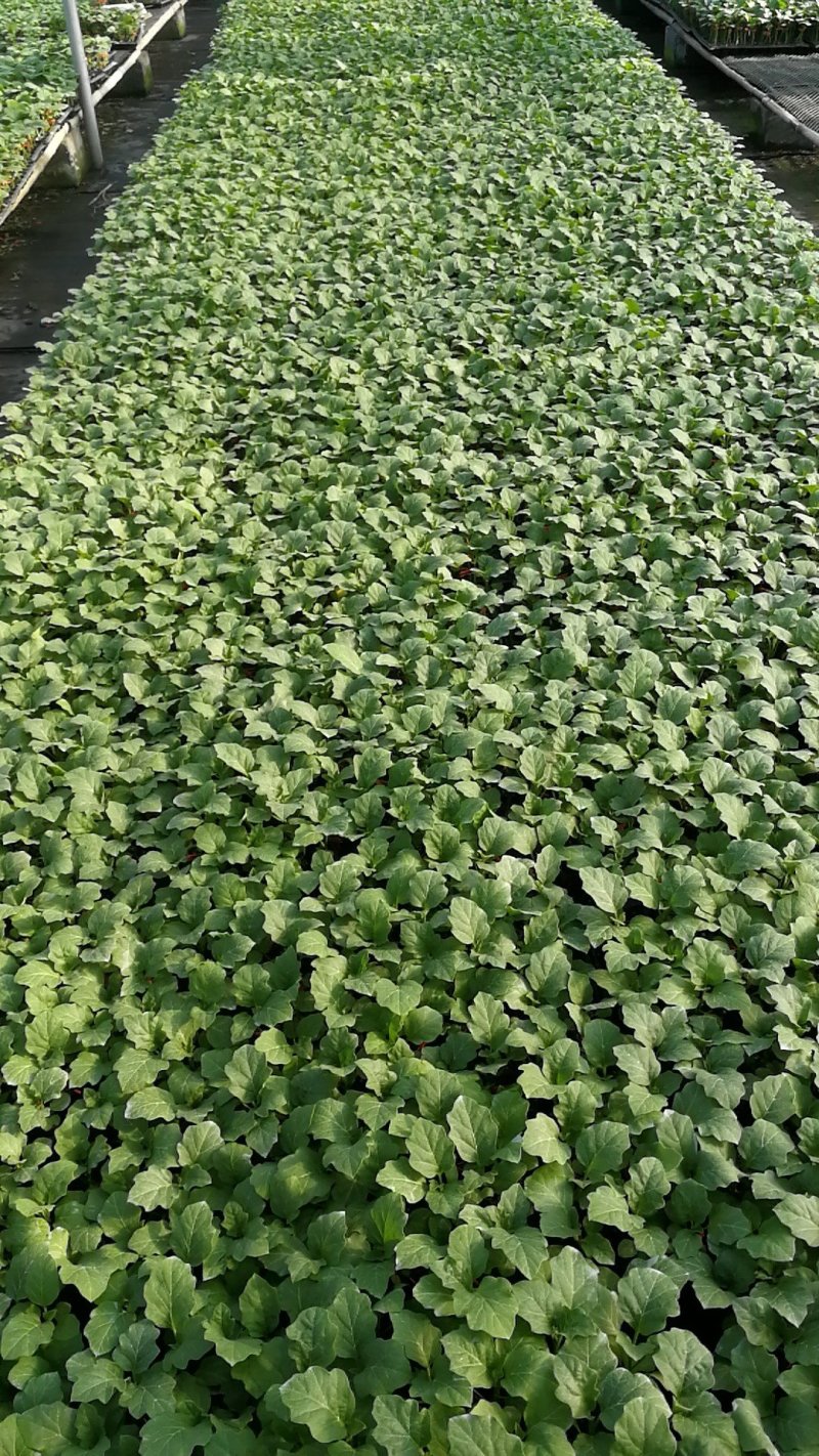 茄子苗，大龙苗，圆茄苗，绿罐茄，广茄，杭茄苗，白茄子苗