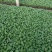 茄子苗，大龙苗，圆茄苗，绿罐茄，广茄，杭茄苗，白茄子苗