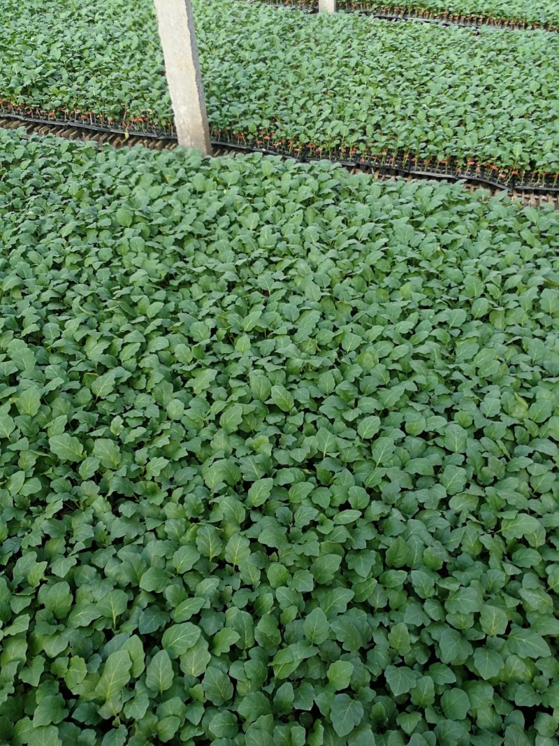 茄子苗，大龙苗，圆茄苗，绿罐茄，广茄，杭茄苗，白茄子苗