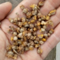 野菊花河南野生精选颗粒