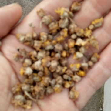 野菊花河南野生精选颗粒